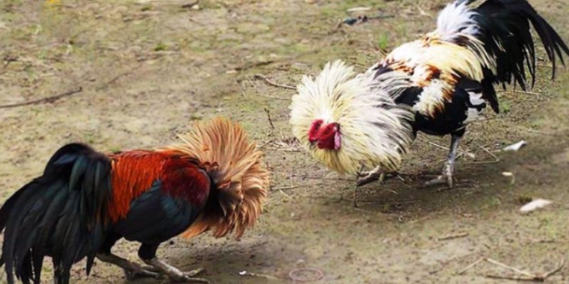 Quá trình nuôi và chăm sóc gà chọi chân 2 màu